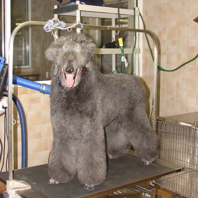 Grooming Pic4.