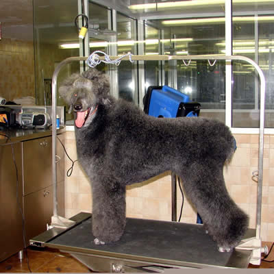 Grooming Pic5.