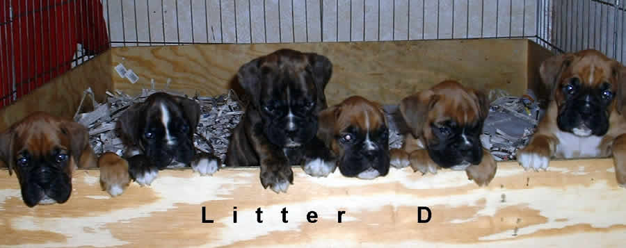 Litter D